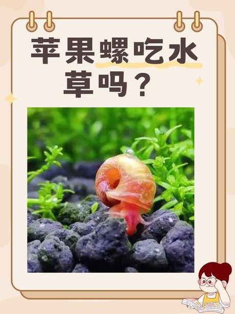 深入了解苹果螺：一种危害巨大的入侵物种