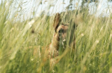 马里努阿犬(马里努阿犬：一只优雅而稳重的犬种)